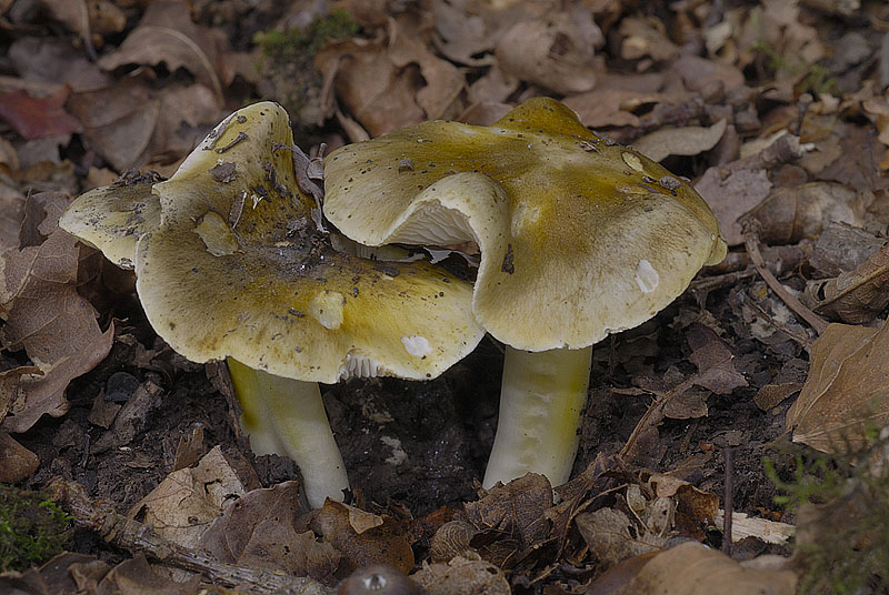 Tricholoma sejunctum
